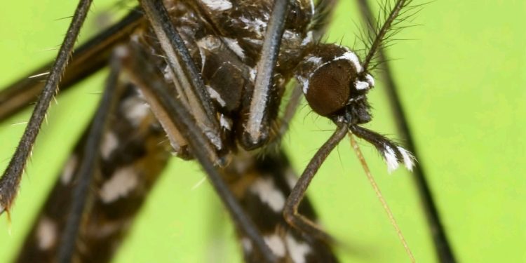 Casos de chikunguña superan en semanas el total reportado en 2025
