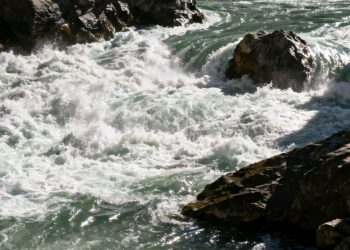 Temor en barrio por perros agresivos; habitantes reclaman presencia de Zoonosis