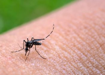 Creadora de contenido es arrestada luego de ingresar con un bate a una tienda para destruir televisores