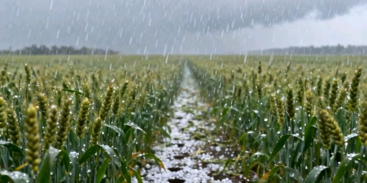 Marset contaba con varias cédulas y autoridades indagan posible red