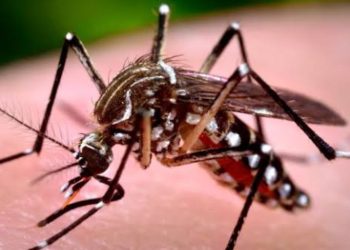 Confirman fallecimiento por hantavirus en área rural