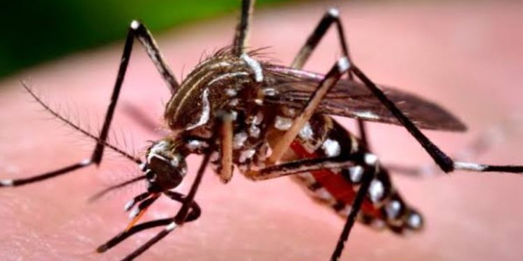 Confirman fallecimiento por hantavirus en área rural